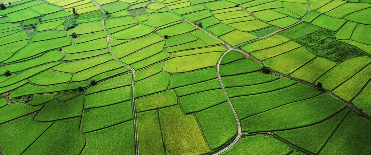 绿色稻田3440x1440风景壁纸