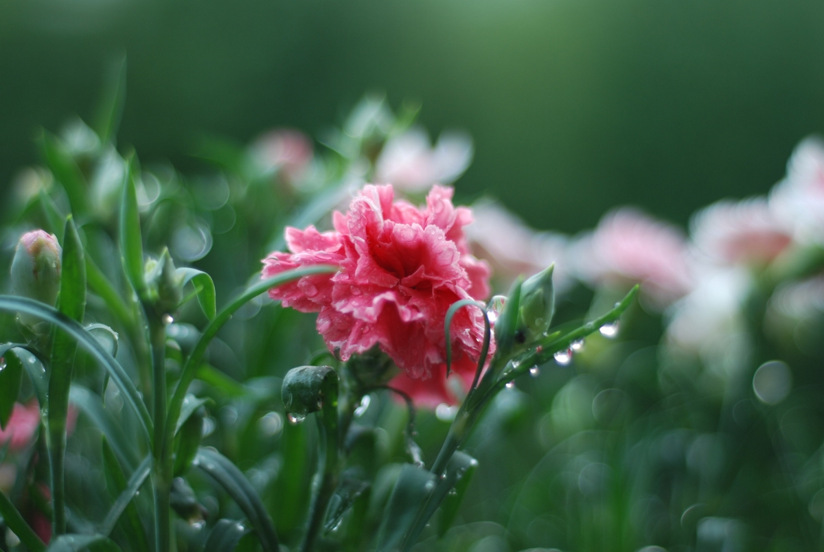 图片雨后的鲜花