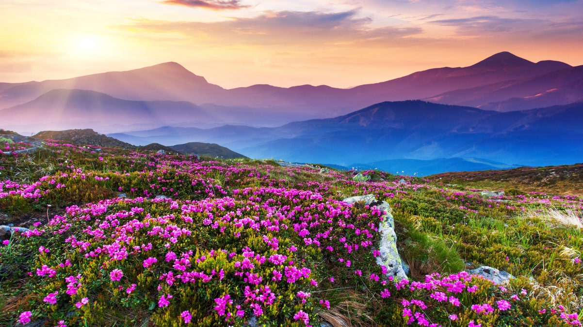 山 阳光 自然 花场 花圃 天空 自然美景4K壁纸