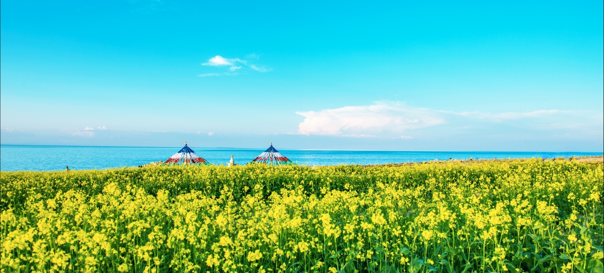 青海湖畔油菜花4k风景图片