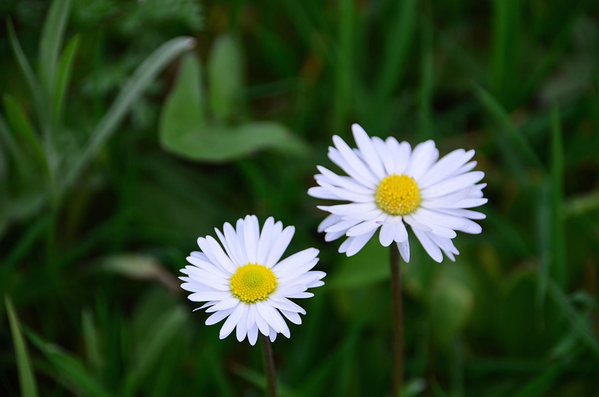 雏菊 鲜花 4K壁纸