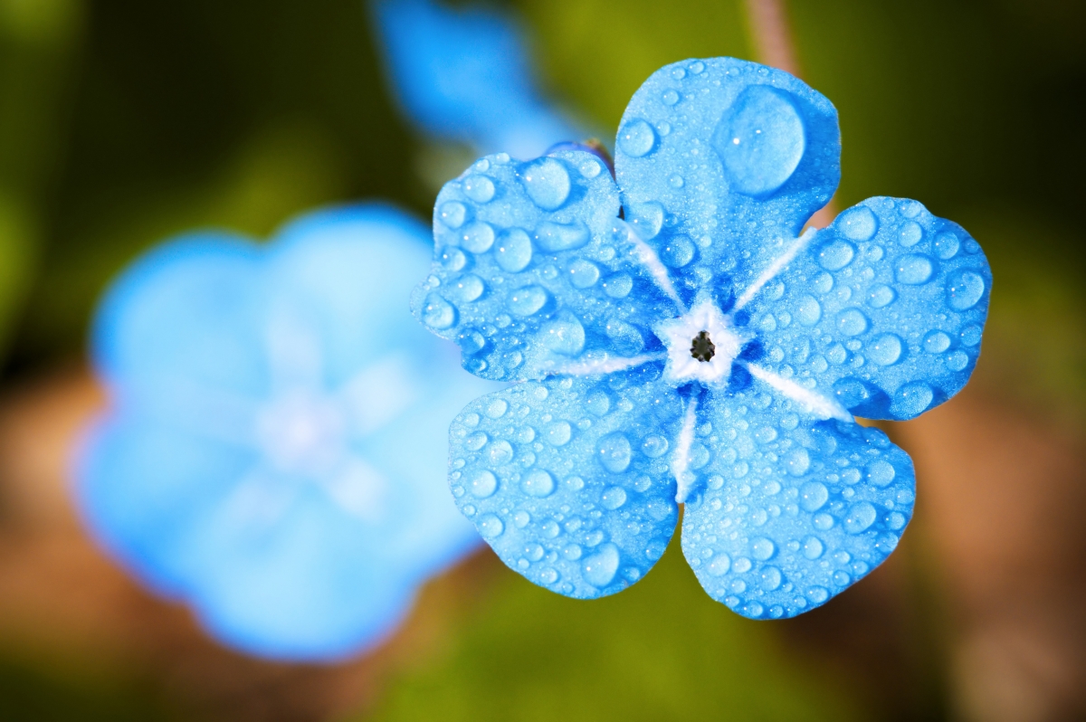  忘记 滴 水-雨-露水 开花 夏季 4K壁纸