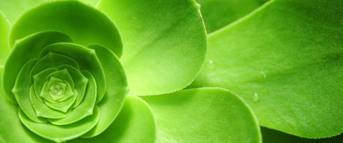绿色植物带鱼屏3440x1440护眼壁纸
