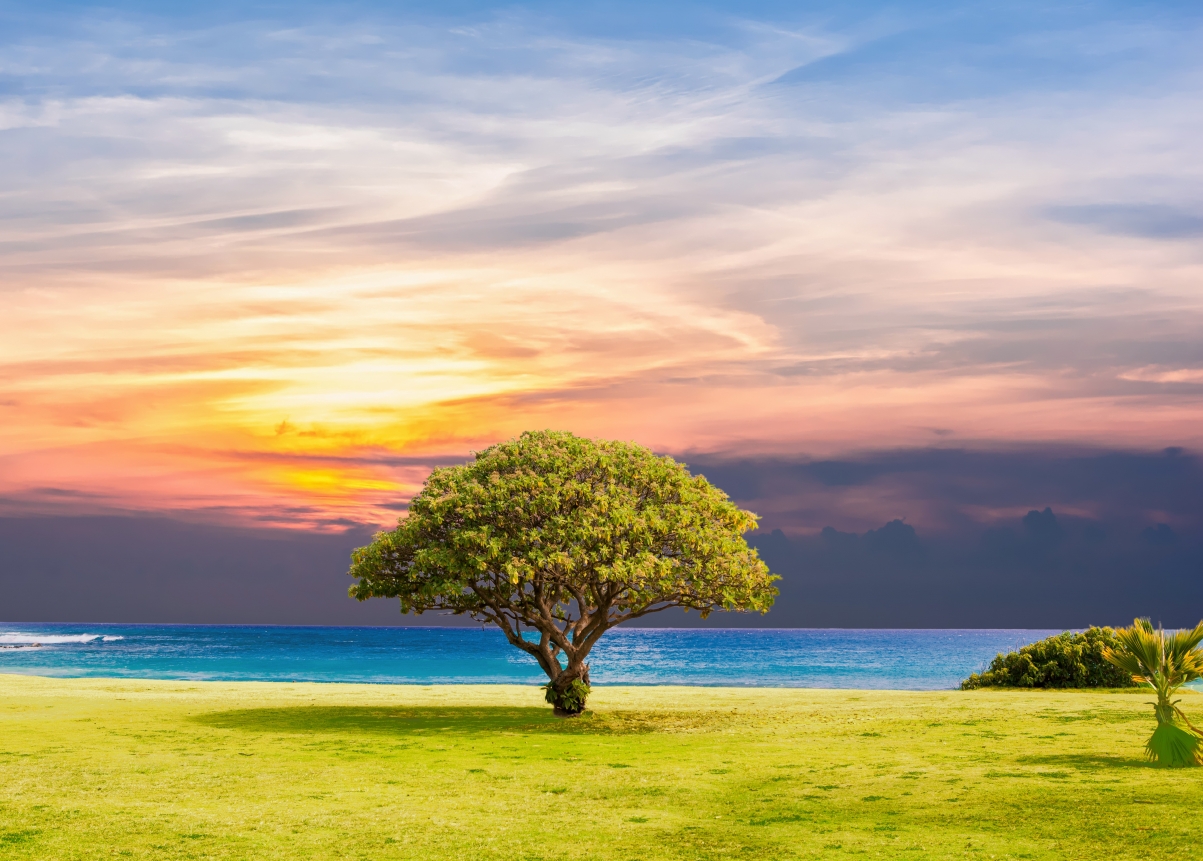 树 海 草 自然 海洋 夏天 太阳 5K风景壁纸