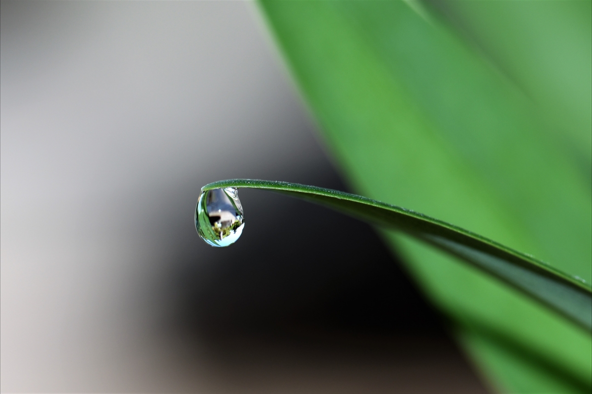 绿色的植物 水滴 4K壁纸