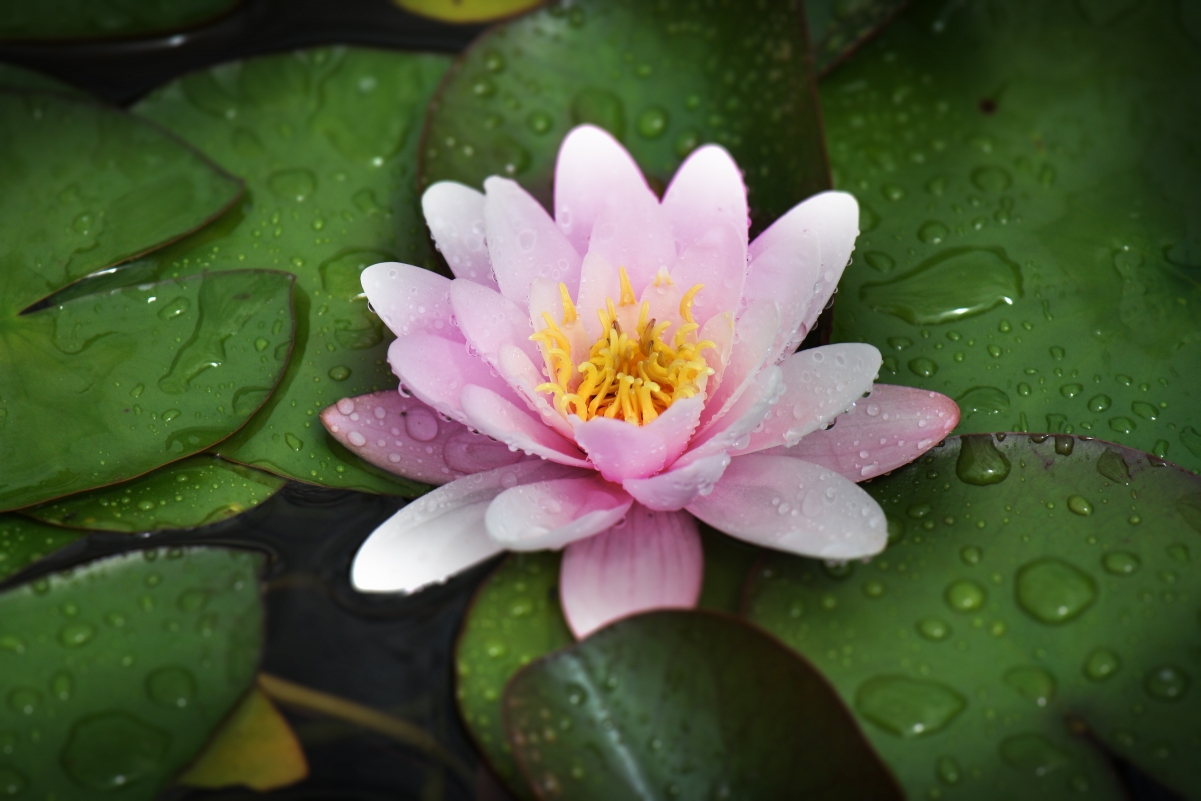 池塘植物 睡莲 4K壁纸