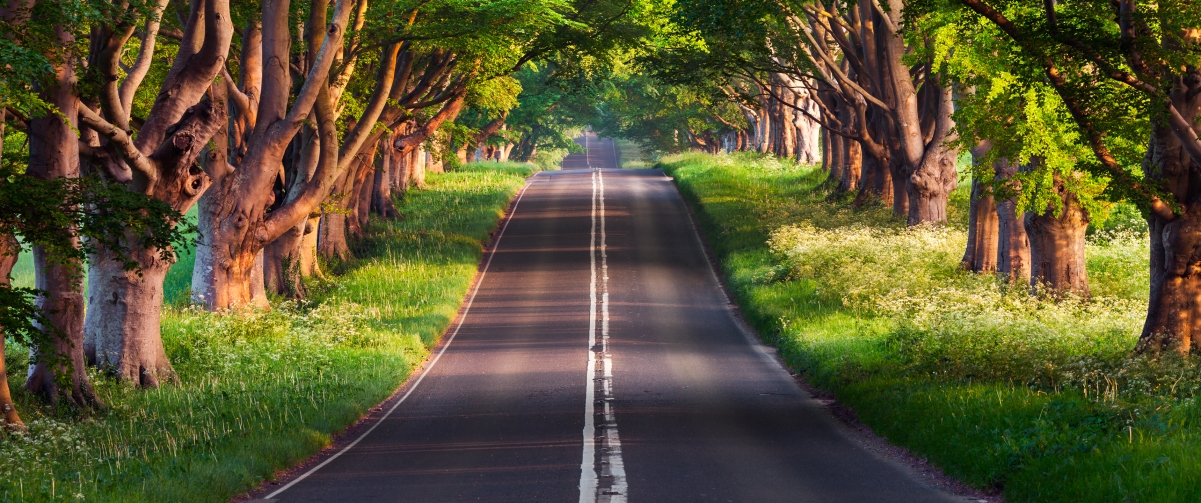 【3440x1440】布兰德福德路 绿色森林道路风景超清壁纸