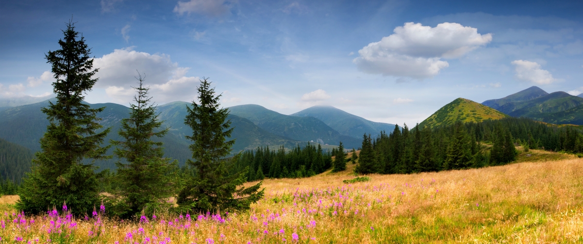 山 鲜花 杉木树 天空 云 3440x1440风景壁纸