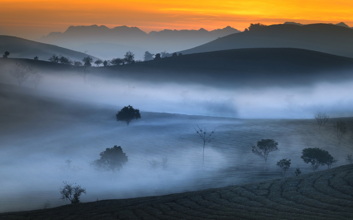 山 茶园 早晨 雾 5k风景壁纸