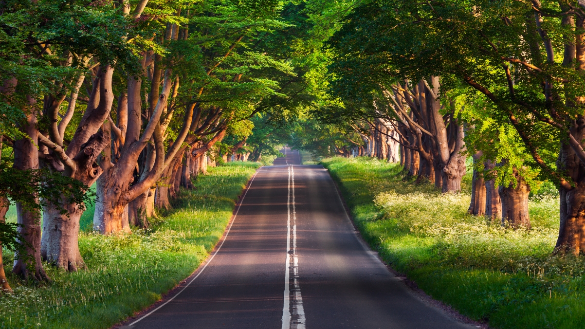 美丽的林间公路4k风景壁纸