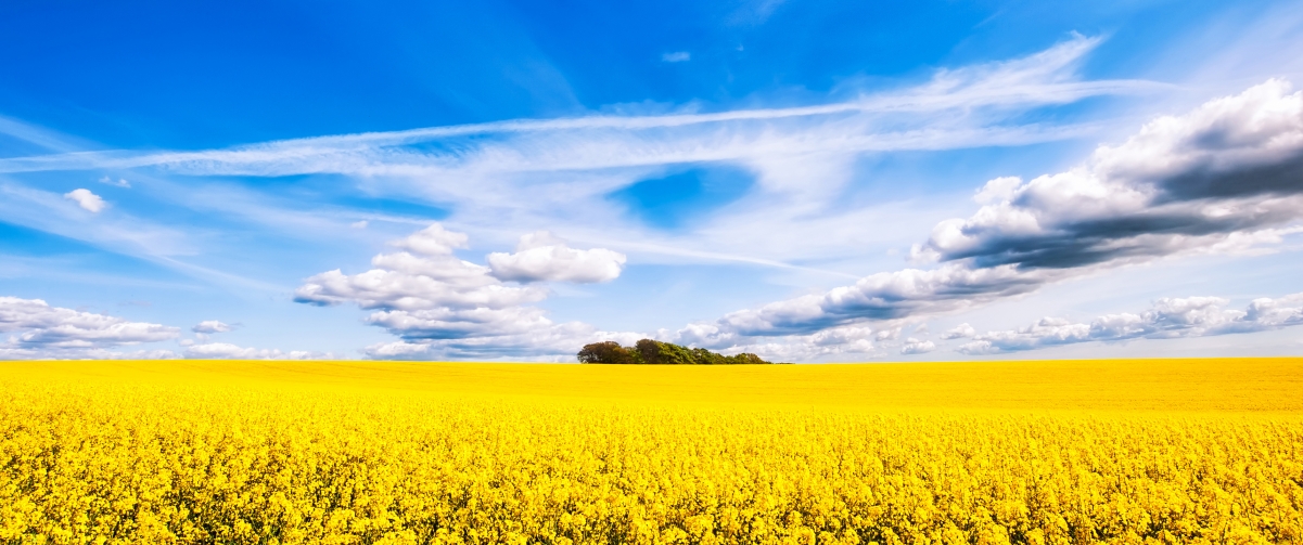 油菜花的天空3440x1440带鱼屏壁纸