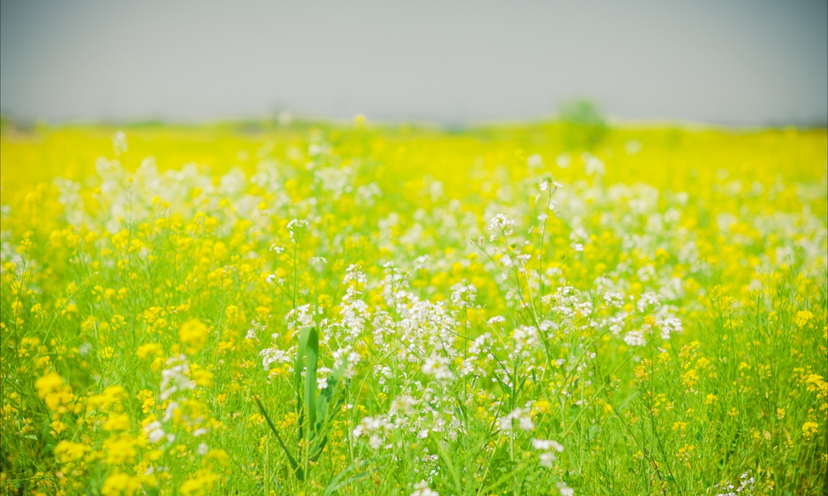 油菜花高清4k壁纸