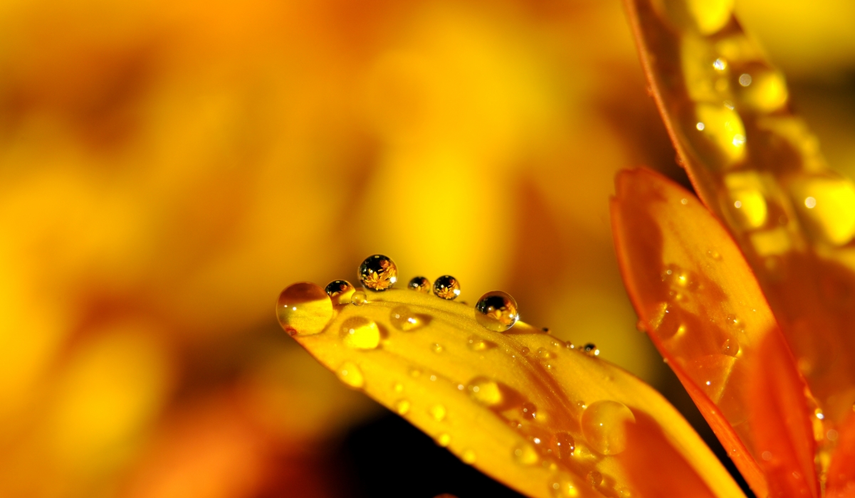 水滴 雨滴 花 镜像 4K壁纸