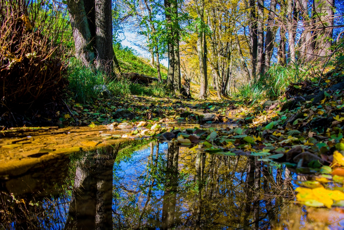 自然 树木 树叶 水 秋季 森林 5K风景壁纸