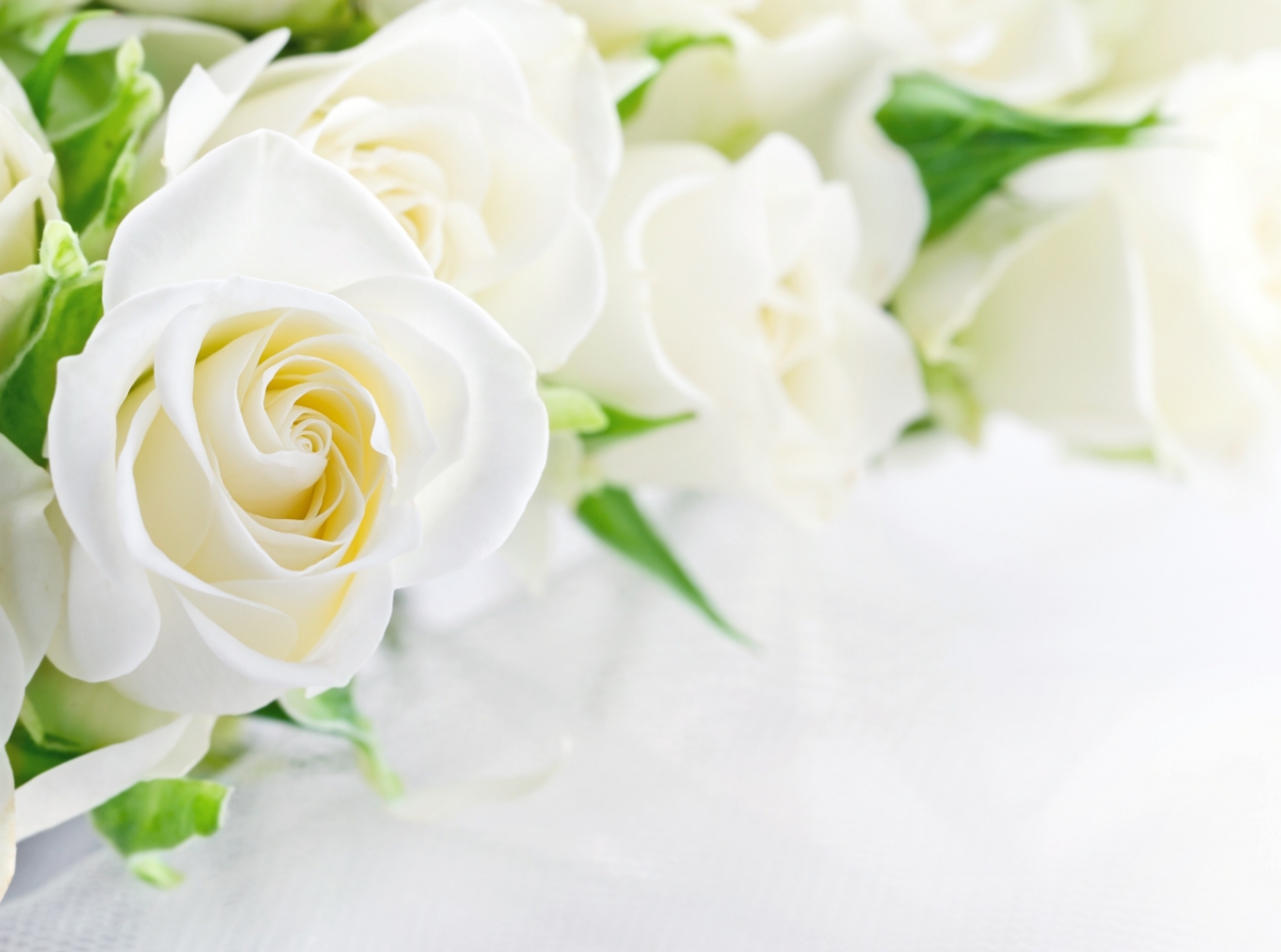 白玫瑰花高清图片