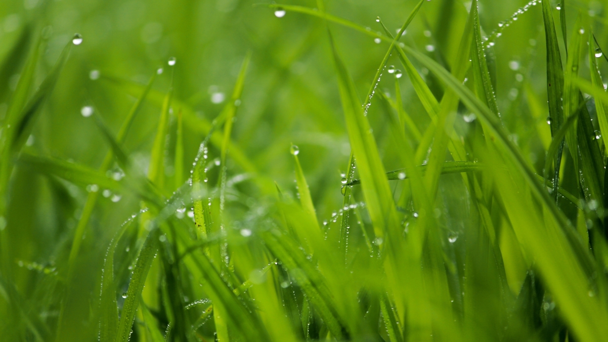 雨滴 绿色植物叶子 4k壁纸