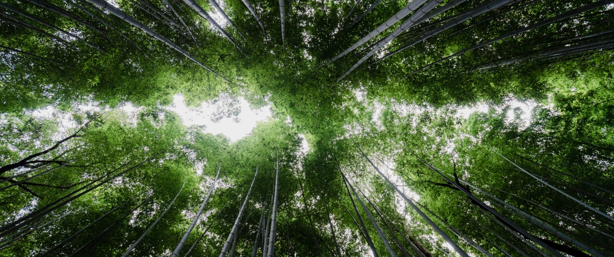 茂密竹林自然天空风景3440x1440壁纸