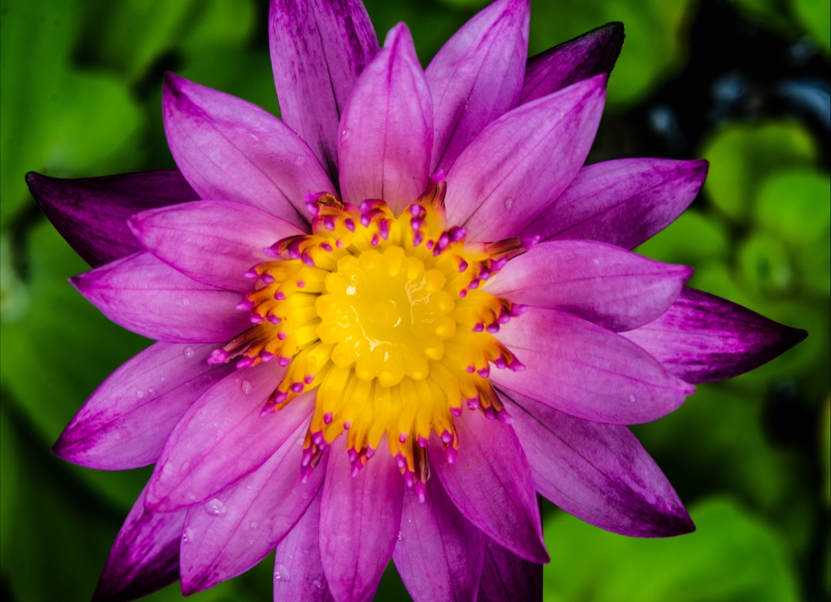 水百合 睡莲 紫色 花放大 开花 花园 4K壁纸