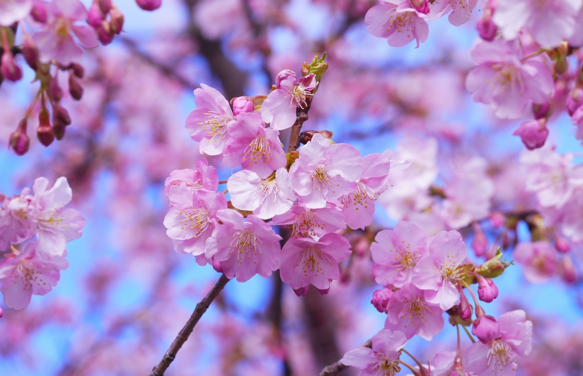 河津樱花4K壁纸