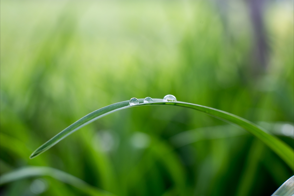 绿色植物 水滴 水珠 5K护眼壁纸