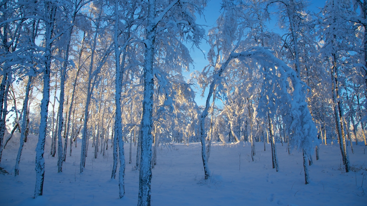 瑞典基律纳 日落之前 森林 雪 天然 蓝光 4K风景壁纸