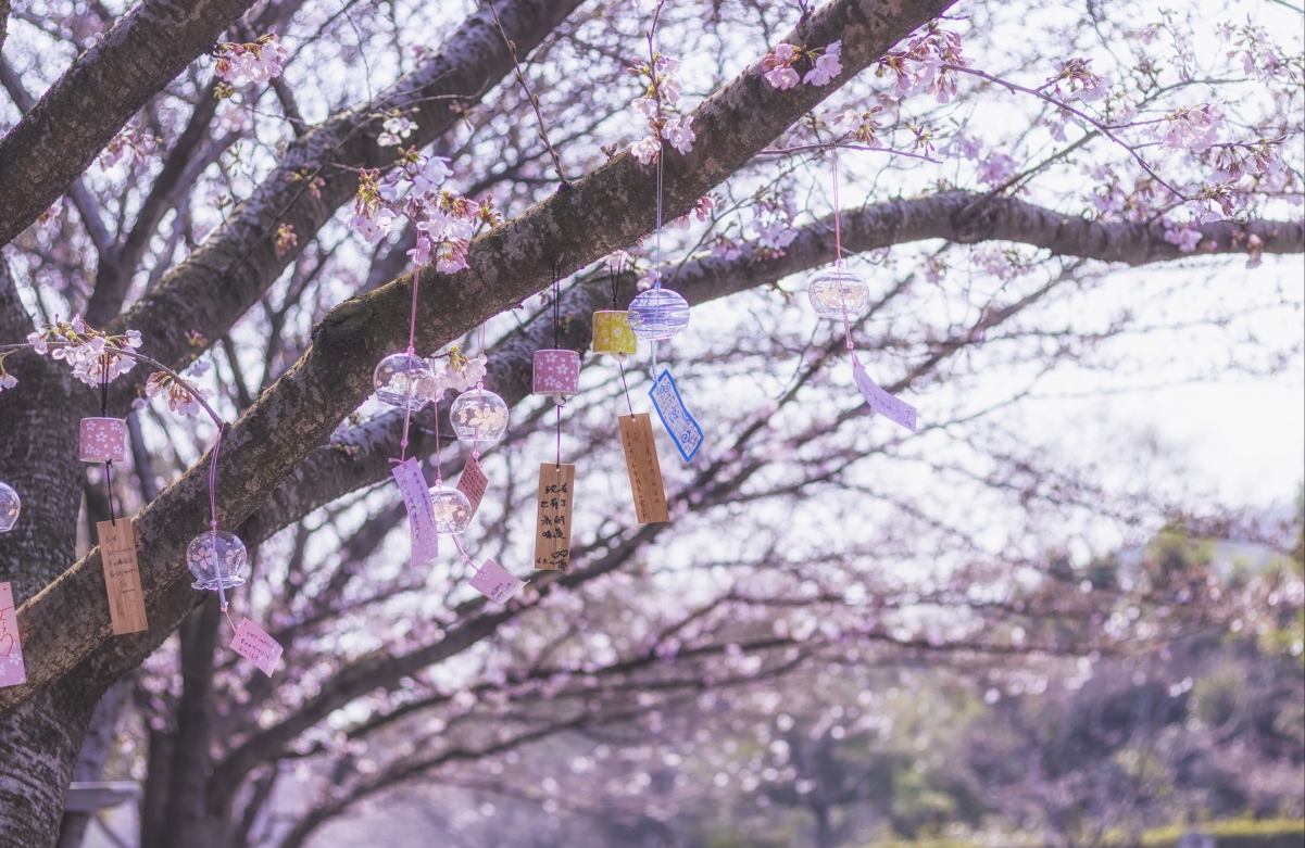 风铃樱花4k风景图片