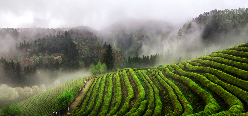 茶园背景图