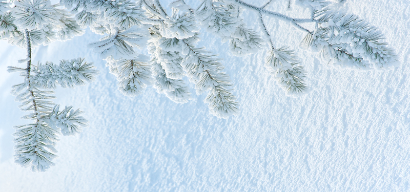 松树雪地