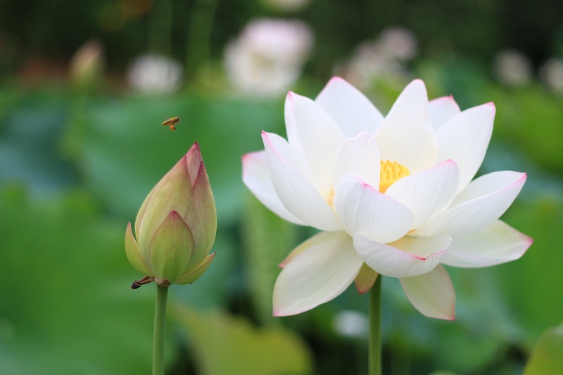 荷花池背景