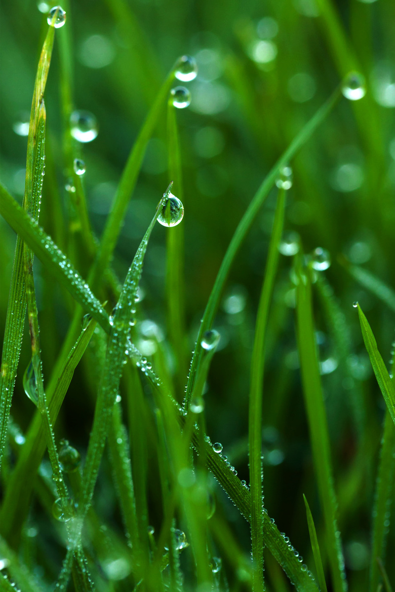 绿色简约风格白露节气海报