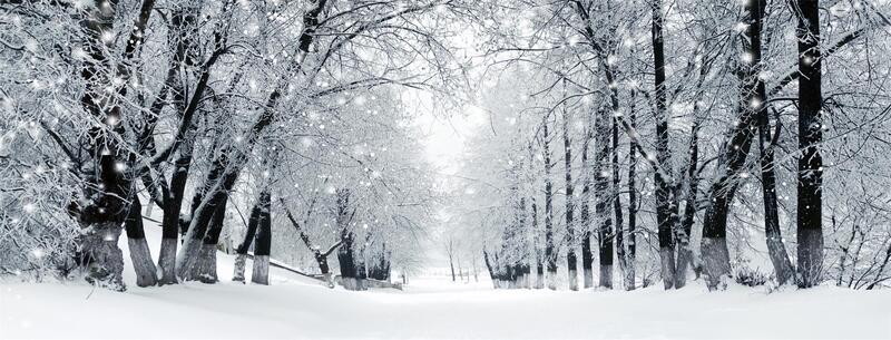 雪中树林海报banner背景