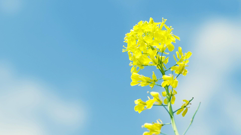 蓝天黄色油菜花