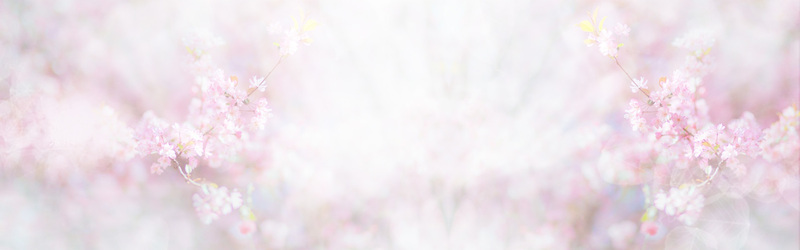 粉色 樱花背景 banner