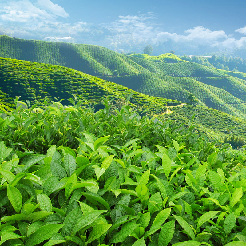 春茶节茶叶茶园绿色PSD分层主图背景素材