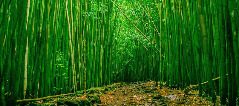 翠绿竹林清新文艺背景