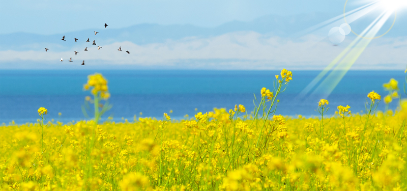 油菜花微距阳光大雁景色蓝色banner