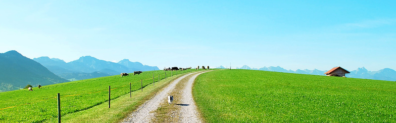 农场背景 马