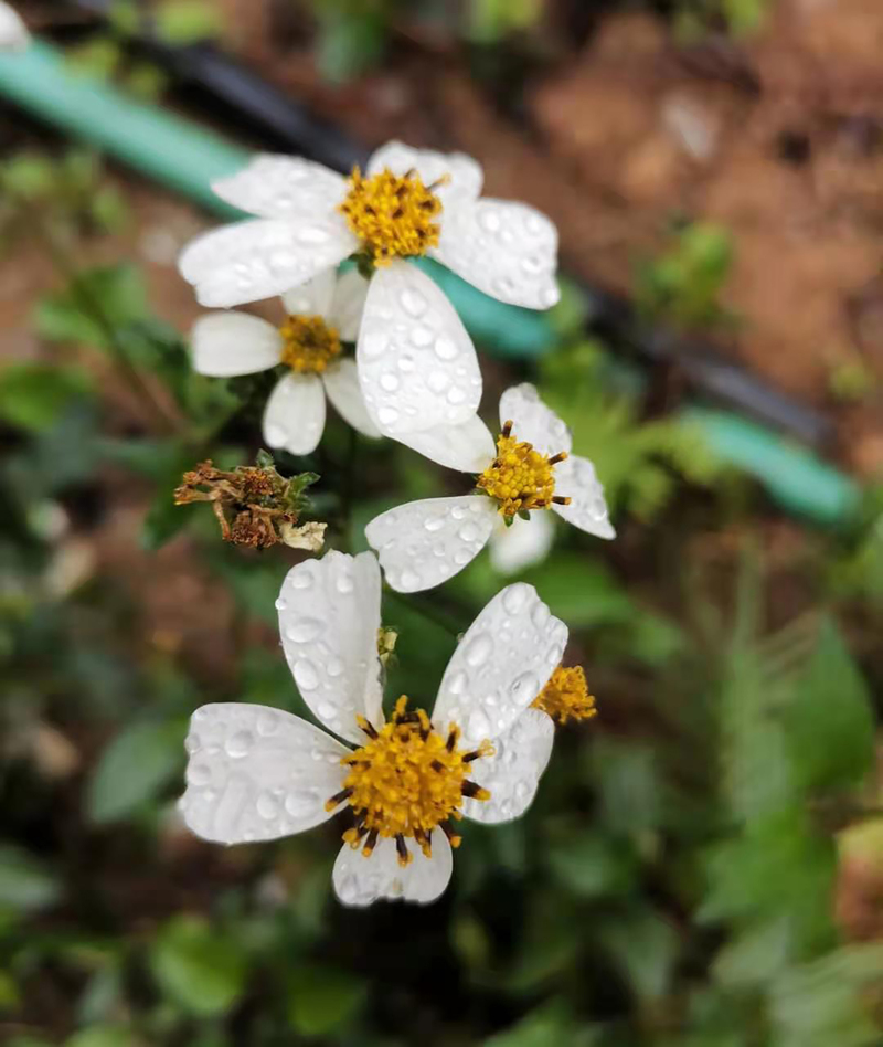 风雨后的小花