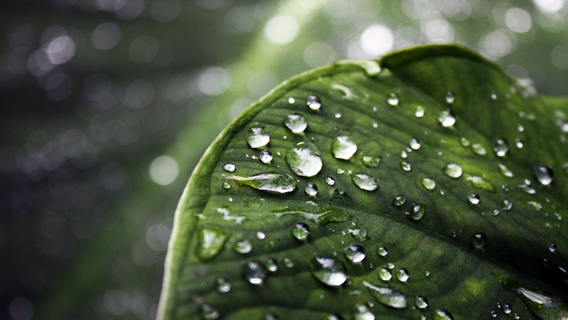 雨过后的叶子露珠