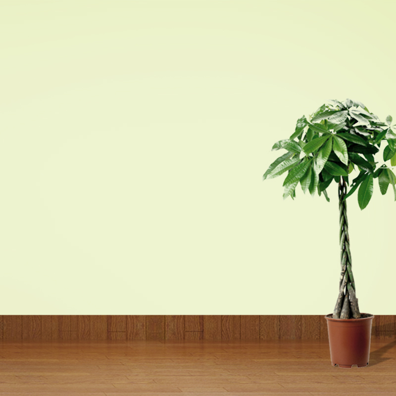 家居室内地板墙面植物主图