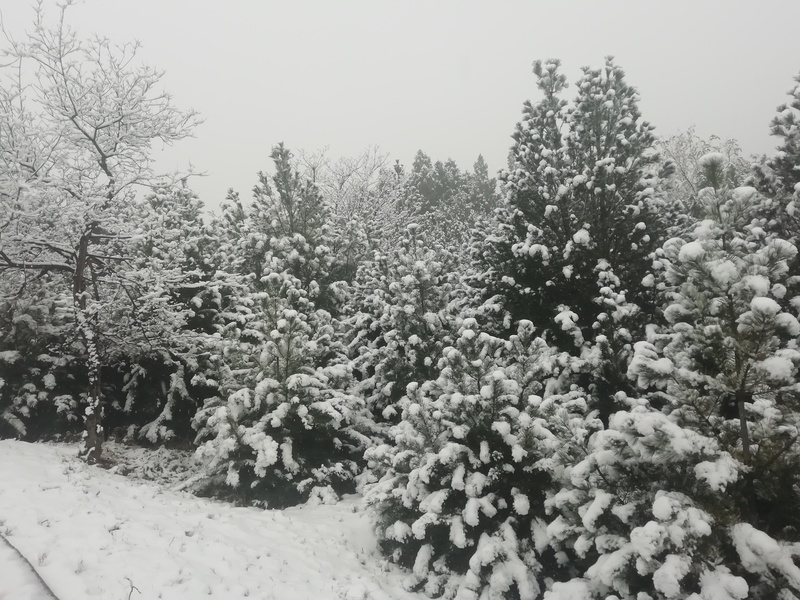 暮色茫茫，雪舞静默