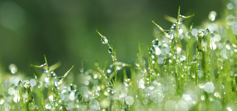 植物 小草露水 水珠背景图片