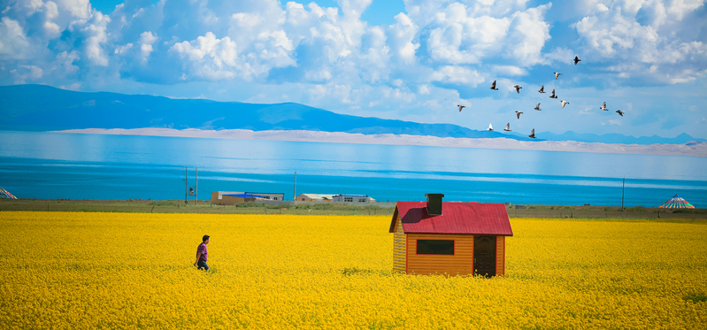 油菜花文艺油画大气蓝天白云banner