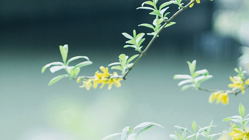 小清新  花草 背景 摄影