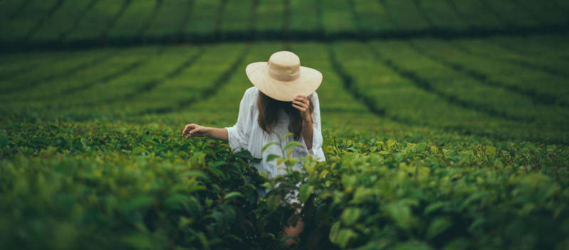 风景采茶女背景