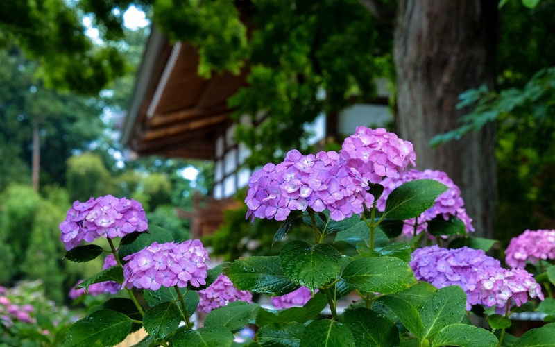 紫色的绣球花，水滴