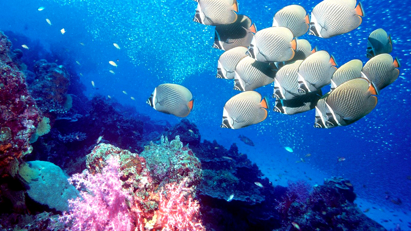 高清海洋  海底水产海鱼