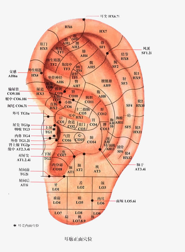 人体耳朵穴位细分