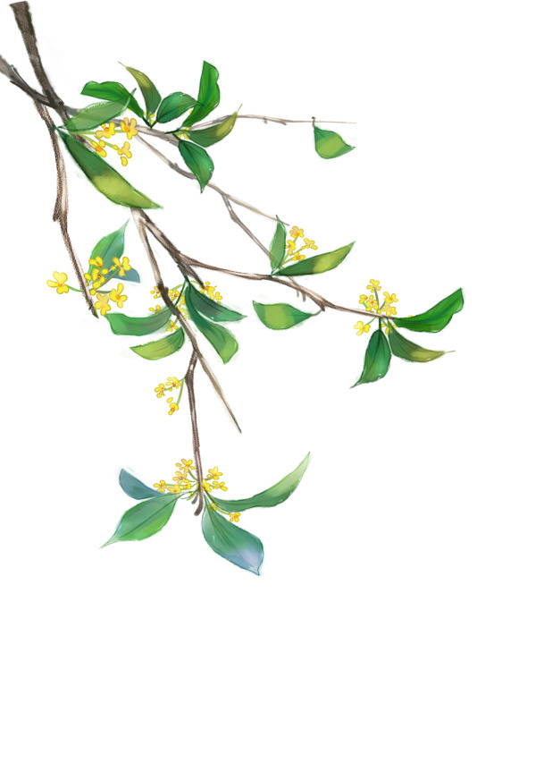 金桂桂花中秋