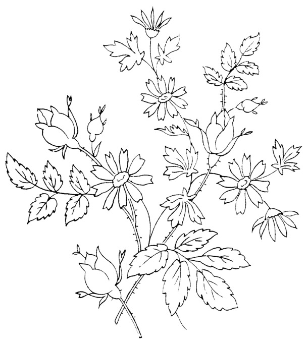 矢量手绘黑白线条花